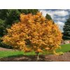 Javor dlaňovitolistý Orange Dream, výška 50-80 cm, kvetináč 19 cm Javor dlaňovitolistý Orange Dream, výška 50-80 cm, kvetináč 19 cm
