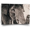 Sablio Obraz Slon - 90x60 cm Sablio Obraz Slon - 90x60 cm