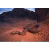 Plagát, Obraz - Large, wild king brown/mulga snake, Kristian Bell, 40 × 26.7 cm Plagát, Obraz - Large, wild king brown/mulga snake, Kristian Bell, 40 × 26.7 cm