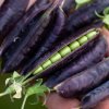 Hrach dreňový Desiree - Pisum sativum - semená hrachu - 40 ks Hrach dreňový Desiree - Pisum sativum - semená hrachu - 40 ks
