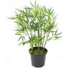 Umelý Bambus strom - natur, 60cm Umelý Bambus strom - natur, 60cm