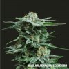Kalashnikov Seeds - AK Kush 10 ks - Semená neobsahujú THC Kalashnikov Seeds - AK Kush 10 ks - Semená neobsahujú THC
