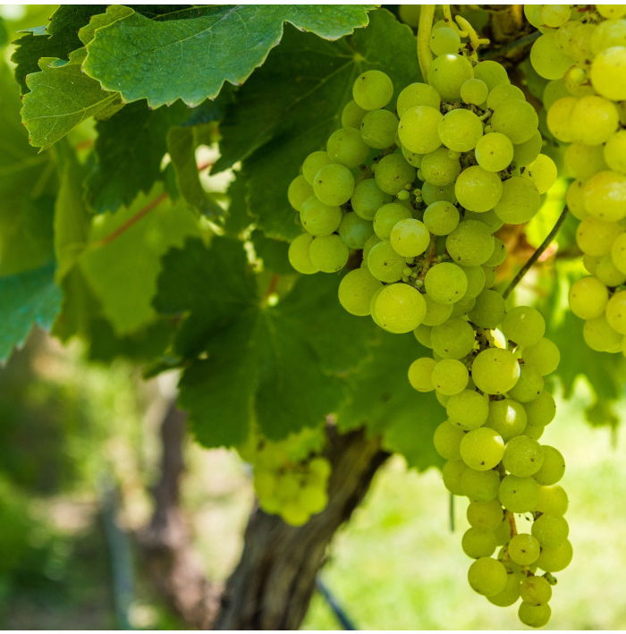 Vinič hroznorodý - Vitis vinifera - predaj voľnokorenných sadeníc - 1 ks
