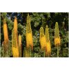 Fakľa úzkolistá Kleopatra - Eremurus - predaj cibuľovín - 1 ks Fakľa úzkolistá Kleopatra - Eremurus - predaj cibuľovín - 1 ks