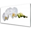 Nástenný panel Kvety rastlina príroda 100x50 cm Nástenný panel Kvety rastlina príroda 100x50 cm