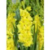 Gladiola 'Charisma' 5 ks Velikost: 8/10 Gladiola 'Charisma' 5 ks Velikost: 8/10