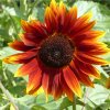 Slnečnica ročná Fantázia F1 - Helianthus annuus - semená - 6 ks Slnečnica ročná Fantázia F1 - Helianthus annuus - semená - 6 ks