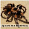 Spiders and Tarantulas (Wall Calendar 2026 12 × 12 Inch) CALVENDO 12 Month Wall Calendar Spiders and Tarantulas (Wall Calendar 2026 12 × 12 Inch) CALVENDO 12 Month Wall Calendar