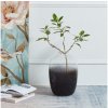 | Eglo 421392 - Sklenená váza CULASI 35,5x24,5 cm čierna/dymová | 421392 | Eglo 421392 - Sklenená váza CULASI 35,5x24,5 cm čierna/dymová | 421392