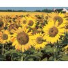 ZUTY Maľovanie podľa čísel SLNEČNICA NA POLI 2 Rámovanie bez rámu a bez vypnutia plátna Rozmer 80 x 100 cm