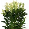Bršlen japonský Francien, výška 20 cm, kvetináč 13 cm Bršlen japonský Francien, výška 20 cm, kvetináč 13 cm