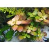Ludwigia ovalis (IN-VITRO kelímok Ø 7 cm) Ludwigia ovalis (IN-VITRO kelímok Ø 7 cm)