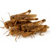 Sušené cvrčky (kobylky) – prírodný zdroj bielkovín pre zvieratá OGF Váha: 1kg Sušené cvrčky (kobylky) – prírodný zdroj bielkovín pre zvieratá OGF Váha: 1kg