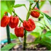 Brazílske korenie - Capsicum Chinense - semená chilli - 6 ks Brazílske korenie - Capsicum Chinense - semená chilli - 6 ks