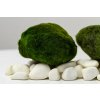 Riasogula do akvária – Marimo moss ball XXL 7-10 cm Riasogula do akvária – Marimo moss ball XXL 7-10 cm