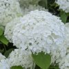 Hortenzia stromovita Annabelle 30/40 2l Hydrangea a. Annabele Hortenzia stromovita Annabelle 30/40 2l Hydrangea a. Annabele