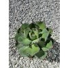 Agave potatorum v šírke 20 cm, výške 22 cm Agave potatorum v šírke 20 cm, výške 22 cm