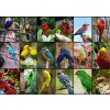 GRAFIKA Puzzle Zvířata I. - Nejkrásnější ptáci světa 1500 dílků (F-30101) GRAFIKA Puzzle Zvířata I. - Nejkrásnější ptáci světa 1500 dílků (F-30101)
