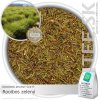ROOIBOS ZELENÝ (čistý zelený rooibos) (50g) ROOIBOS ZELENÝ (čistý zelený rooibos) (50g)