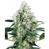 Sensi seeds Pure Power Plant Auto 0% THC Balenie: 10 ks Sensi seeds Pure Power Plant Auto 0% THC Balenie: 10 ks