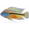 Aquascaperi Cichlida nikaragujská - Cichlasoma / nicaraguense Aquascaperi Cichlida nikaragujská - Cichlasoma / nicaraguense