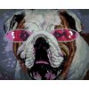 ZUTY Maľovanie podľa čísel BULDOČEK S RUŽOVÝMI OKULIARMI Rámovanie vypnuté plátno na rám Rozmer 80 x 100 cm