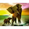 Diamantový obraz Slony vo vode Diamantový obraz Slony vo vode