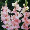 Gladiolus Mindset Gladiolus Mindset