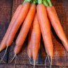 Mrkva letná Juwarot - Daucus carota - predaj semien mrkvy - 700 ks Mrkva letná Juwarot - Daucus carota - predaj semien mrkvy - 700 ks