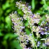 Kocúrnik záhradný citrónový - Nepeta cataria var. citriodora - semená - 15 ks Kocúrnik záhradný citrónový - Nepeta cataria var. citriodora - semená - 15 ks