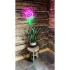 2Kids Toys LED NEON LIGHT lampička Ruža 2Kids Toys LED NEON LIGHT lampička Ruža