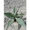 Agave parrasana v šírke 40 cm Agave parrasana v šírke 40 cm