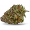 Growers Choice - Purple Sunset Auto 3 ks - Semená neobsahujú THC Growers Choice - Purple Sunset Auto 3 ks - Semená neobsahujú THC