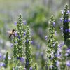 Chia - Salvia hispanica - semená - 10 ks Chia - Salvia hispanica - semená - 10 ks