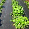 Deminas | Kvalitná agrotextília proti burine 160 cm x 50 m + kotvy Deminas | Kvalitná agrotextília proti burine 160 cm x 50 m + kotvy