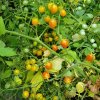 Paradajka kríčková Microberry - Solanum lycopersicum - semená paradajok - 6 ks Paradajka kríčková Microberry - Solanum lycopersicum - semená paradajok - 6 ks