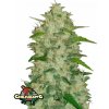 Fast Buds Cannabis Seeds Chemdawg Auto 3 ks Fast Buds Cannabis Seeds Chemdawg Auto 3 ks