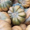 Tekvica muškátová - Cucurbita moschata - semená tekvica - 5 ks Tekvica muškátová - Cucurbita moschata - semená tekvica - 5 ks