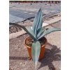 Agave franzosinii Ø24 cm Agave franzosinii Ø24 cm