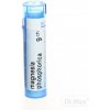 Magnesia Phosphorica gra.1 x 4 g 9CH Magnesia Phosphorica gra.1 x 4 g 9CH