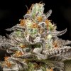 Anesia Seeds - Sleepy Joe 5 ks - Semienka neobsahujú THC Anesia Seeds - Sleepy Joe 5 ks - Semienka neobsahujú THC
