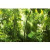 Dimex MS-5-1580 vliesová fototapeta na zeď Tropický les, rozmery 375 x 250 cm