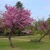 Judášovec strukovitý - Cercis siliquastrum - semená judášovca - 6 ks Judášovec strukovitý - Cercis siliquastrum - semená judášovca - 6 ks