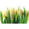 Fototapeta na stenu - FT0259 - Tulipány 350x250cm - Vlies 110gr Fototapeta na stenu - FT0259 - Tulipány 350x250cm - Vlies 110gr