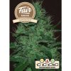 Fair Seeds - Auto Amnesia 3 ks - Semená neobsahujú THC. Fair Seeds - Auto Amnesia 3 ks - Semená neobsahujú THC.