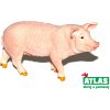 Atlas B Prase 9 cm (W101870) Atlas B Prase 9 cm (W101870)
