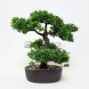 Umělá bonsaj Ficus 32cm Umělá bonsaj Ficus 32cm