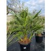 Chamaerops humilis 25 l v celkovej výške 140 cm Chamaerops humilis 25 l v celkovej výške 140 cm
