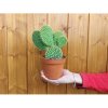 Opuncia (Opuntia microdasys) - výška 10-15 cm, kont. C1L Opuncia (Opuntia microdasys) - výška 10-15 cm, kont. C1L