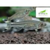 Razbora priesvitná 10 ks - Rasbora trilineata Razbora priesvitná 10 ks - Rasbora trilineata